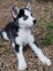 Siberian Husky Puppies for sale in Fairhope, AL 36532, USA. price: NA