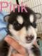 Siberian Husky Puppies for sale in Coulee Dam, WA 99116, USA. price: NA