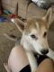 Siberian Husky Puppies for sale in Coulee Dam, WA 99116, USA. price: NA