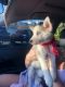 Siberian Husky Puppies for sale in Hialeah, FL 33012, USA. price: $1,000