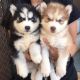 Siberian Husky Puppies for sale in 33010 Dever Conner Rd NE, Albany, OR 97321, USA. price: NA
