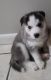 Siberian Husky Puppies for sale in 8582 NY-415, Campbell, NY 14821, USA. price: $800