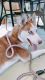 Siberian Husky Puppies for sale in Orange, CA 92861, USA. price: NA