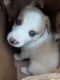 Siberian Husky Puppies for sale in Covington, GA, USA. price: NA