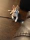 Siberian Husky Puppies for sale in Garland, TX, USA. price: NA