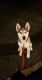 Siberian Husky Puppies for sale in Dinwiddie, VA 23841, USA. price: NA
