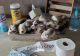 Siberian Husky Puppies for sale in Miami, OK 74354, USA. price: NA