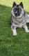 Siberian Husky Puppies for sale in Peyton, CO 80831, USA. price: NA