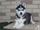 Siberian Husky Puppies for sale in Clearwater, FL, USA. price: $380
