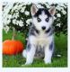 Siberian Husky Puppies for sale in KNG OF PRUSSA, PA 19406, USA. price: NA