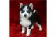Siberian Husky Puppies for sale in Owatonna, MN 55060, USA. price: NA