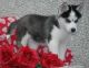 Siberian Husky Puppies for sale in Tull, AR 72015, USA. price: NA