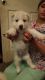 Siberian Husky Puppies for sale in 405 Ripona Ave, Ripon, CA 95366, USA. price: $500
