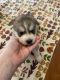 Siberian Husky Puppies for sale in Madisonville, KY 42431, USA. price: NA