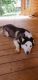 Siberian Husky Puppies for sale in Lynchburg, VA, USA. price: $700