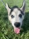 Siberian Husky Puppies for sale in Syracuse, NY, USA. price: $2,200