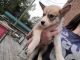 Siberian Husky Puppies for sale in Indiana Ave, New Albany, IN 47150, USA. price: NA