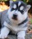 Siberian Husky Puppies for sale in Lake Worth, FL, USA. price: NA