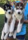 Siberian Husky Puppies for sale in New York, NY 10001, USA. price: $850