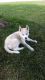 Siberian Husky Puppies for sale in Willowbrook, IL 60527, USA. price: $1,500
