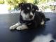 Siberian Husky Puppies for sale in Ammon, ID, USA. price: NA