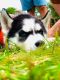Siberian Husky Puppies for sale in Brooklyn Center, MN 55429, USA. price: $1,400