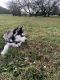 Siberian Husky Puppies for sale in Athens, OH 45701, USA. price: NA
