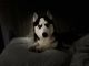 Siberian Husky Puppies for sale in Winter Park, FL, USA. price: NA