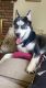 Siberian Husky Puppies for sale in 250 McKeon Dr, North Attleborough, MA 02760, USA. price: $1,500