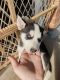 Siberian Husky Puppies for sale in Riverton, WY 82501, USA. price: $1,000