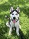 Siberian Husky Puppies for sale in Richardson, TX, USA. price: NA