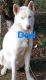 Siberian Husky Puppies for sale in Gaston County, NC, USA. price: $800