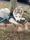 Siberian Husky Puppies for sale in Holbrook, MA, USA. price: NA