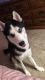 Siberian Husky Puppies for sale in Crosby, TX 77532, USA. price: NA