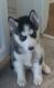 Siberian Husky Puppies for sale in Des Moines, IA 50314, USA. price: NA