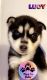 Siberian Husky Puppies for sale in Hialeah, FL 33018, USA. price: $1,400