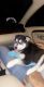 Siberian Husky Puppies for sale in Mankato, MN, USA. price: $600