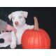 Siberian Husky Puppies for sale in Groesbeck, OH 45251, USA. price: NA
