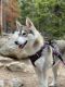 Siberian Husky Puppies for sale in 2850 W 90th Pl, Federal Heights, CO 80260, USA. price: NA