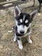 Siberian Husky Puppies for sale in Indianapolis, IN, USA. price: $900