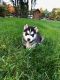Siberian Husky Puppies for sale in Framingham, MA, USA. price: NA