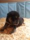 Siberian Husky Puppies for sale in Wewahitchka, FL 32465, USA. price: NA