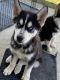 Siberian Husky Puppies for sale in Forney, TX 75126, USA. price: NA