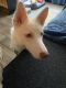 Siberian Husky Puppies for sale in College Park, GA 30349, USA. price: NA