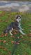 Siberian Husky Puppies for sale in 1500 Delk Dr, High Point, NC 27265, USA. price: NA