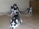 Siberian Husky Puppies for sale in 9330 E Ave T, Littlerock, CA 93543, USA. price: NA