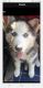 Siberian Husky Puppies for sale in Jurupa Valley, CA 91752, USA. price: $800