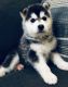 Siberian Husky Puppies for sale in River St, Brooklyn, NY 11249, USA. price: NA
