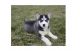 Siberian Husky Puppies for sale in Chattanooga, TN, USA. price: $800