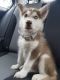 Siberian Husky Puppies for sale in 7400 Hillmont St, Houston, TX 77040, USA. price: NA